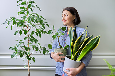 绿色兴趣爱好室内家庭植物 在锅里装有植物的妇女毒素中年房子公寓女性绿色植物房间女士花盆主妇图片