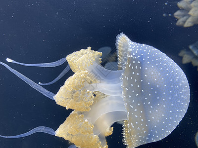 在水中跳舞的水母 也被称为浮铃 澳大利亚斑点水母 棕色水母或白点水母 它原产于西太平洋游泳异国野生动物危险点状海蜇海洋情调海洋生图片