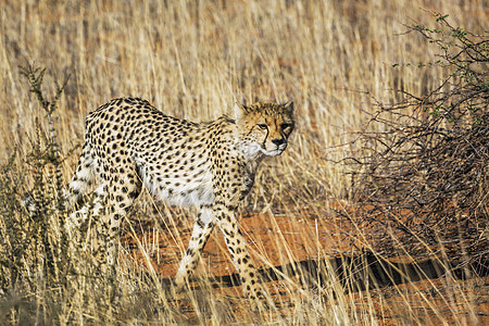 南非Kgalagadi跨界公园Cheetah观察捕食者自然保护区野猫游戏野性野生动物生物猎豹动物图片
