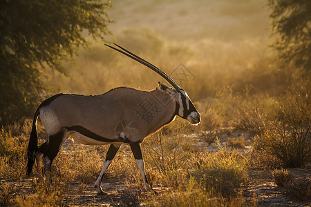 南非Kgalagadi跨界公园的南非奥里克斯沙漠旅游生物荒野动物野生动物保护区自然保护区羚羊游戏图片