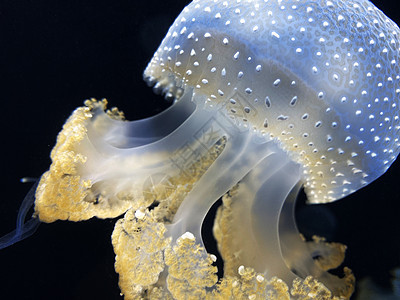 在水中跳舞的水母 也被称为浮铃 澳大利亚斑点水母 棕色水母或白点水母 它原产于西太平洋水族馆危险野生动物异国情调触手自然生活动物图片