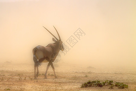 南非Kgalagadi跨界公园的南非奥里克斯目的地游戏生物气候动物自然保护区驱动荒野沙尘暴干旱图片