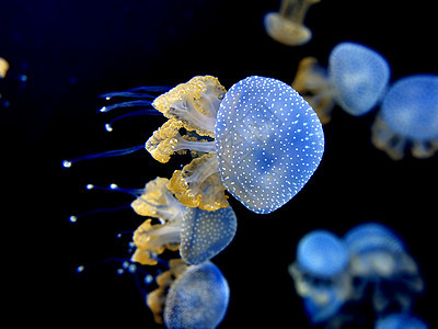 在水中跳舞的水母 也被称为浮铃 澳大利亚斑点水母 棕色水母或白点水母 它原产于西太平洋热带水族馆荒野自然情调蓝色点状危险海洋生物图片