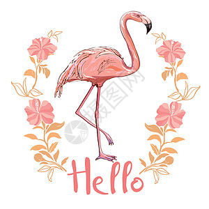 在背景隔绝的火烈鸟 粉红色的火烈鸟单腿站立 非洲异国情调的鸟 韦克托动物弯曲动物园荒野插图海滩脖子卡通片动物群热带图片