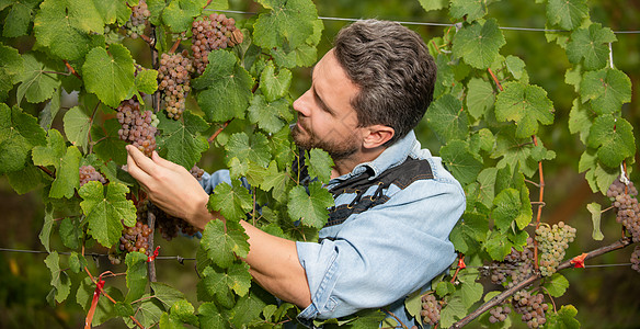 昆虫农夫拿葡萄树 维德瑞斯加摘葡萄 (注 果汁种植者采葡萄)图片