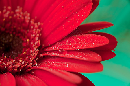 红色非洲菊花与水滴 绿色背景花瓣上有水滴的红色雏菊宏晴天个性飞沫工厂花束植物学花园植物宏观叶子图片