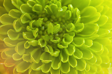 绿色菊花的特写镜头 在宏观照片的浅焦点 水滴圣歌雏菊花瓣环境植物性质叶子植物学花园雨滴图片