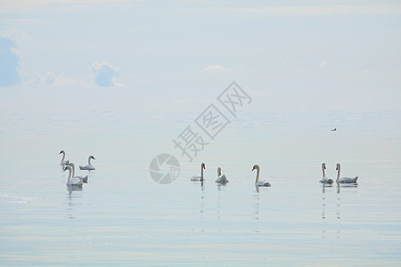 蓝色背景湖上的很多白色大天鹅 美丽优雅的皇家鸟类在冷水湖上游泳图片