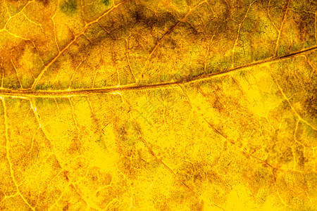 叶叶的背景纹理活力植物树叶宏观线条静脉花园生活环境绿色图片