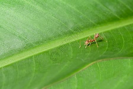 树叶上的蚂蚁工作宏观昆虫荒野漏洞绿色红色白色生物团队图片