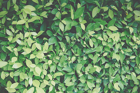 绿叶的背景宏观图案Name树叶叶子环境热带植物花园森林图片