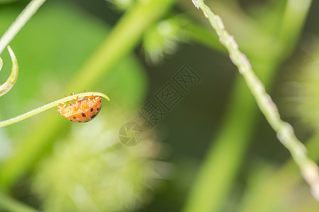 树叶上的中拉虫动物群女士红色阳光绿色太阳宏观昆虫瓢虫甲虫图片