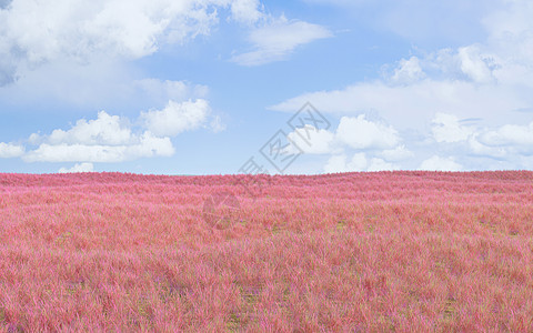 粉色草地和户外背景 3D投影图片