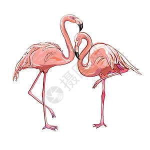 在背景隔绝的火烈鸟 粉红色的火烈鸟单腿站立 非洲异国情调的鸟 韦克托羽毛动物群荒野动物动物园打印卡通片脖子天堂野生动物图片