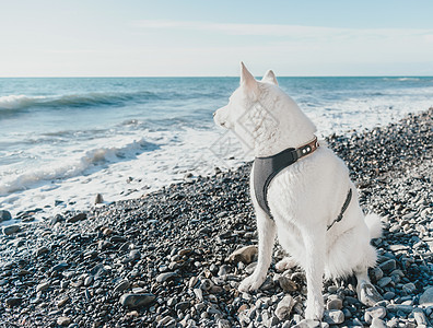 坐在海岸边的哈斯基狗图片