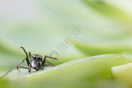 蜘蛛在叶子上眼睛男性荒野臭虫网络昆虫动物野生动物捕食者爪子图片
