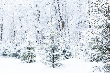 季节和自然概念     雪中的冬季公园农村国家森林冻结曲目旅行场景天气蓝色天空图片
