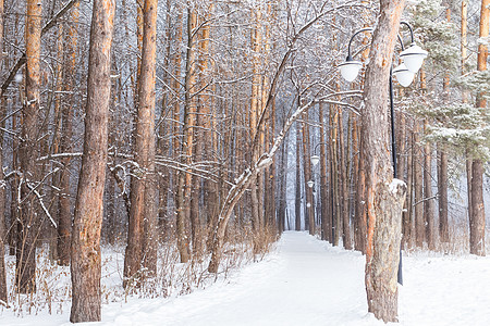 季节和自然概念     雪中的冬季公园蓝色森林冻结分支机构暴风雪天空场地旅行假期大路图片