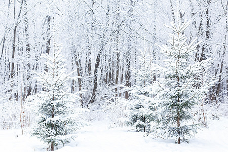 季节和自然概念     雪中的冬季公园曲目场景森林国家暴风雪冻结大路天气场地胡同图片