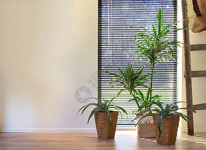现代室内绿色植物在编织篮复古内饰中靠近可爱家的窗户 时尚的室内装饰有各种家居植物现代设计背景图片