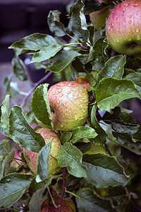 在树上挂着鲜苹果 有雨滴 花园中多彩绿色和红苹果 天然背景季节树叶叶子农场果园收成生长公园园艺食物图片