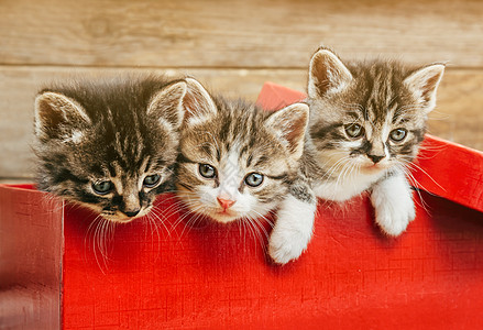 三只小猫坐在红色盒子里图片