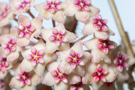 Hoya 花花宏植物群宏观热带植物学白色星星植物绿色花园粉色图片