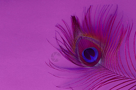 粉红色背景上的孔雀羽毛眼细节 孔雀蓝绿色的豪华抽象纹理 印度雄性孔雀奢华的羽毛  隐蔽羽毛的眼睛斑点尾巴动物紫色风格宏观墙纸翅膀图片