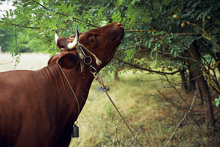 动物哺乳动物 在农村自然生长的牲畜牛肉天空国家风景奶牛草原奶制品牛奶蓝色农田图片