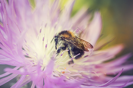 从花园花朵中采集蜜蜂花蜜季节紫色环境收成农业宏观蜂蜜草地园艺动物群图片