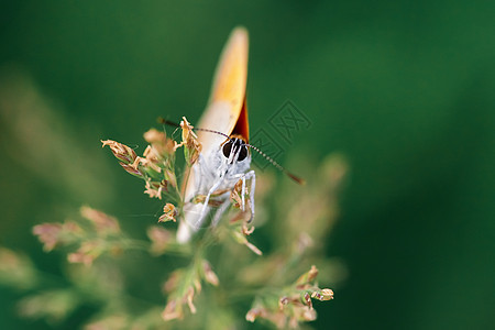 蝴蝶坐在草地上的春天草原上环境活力动物季节花园野生动物翅膀宏观绿色风景图片