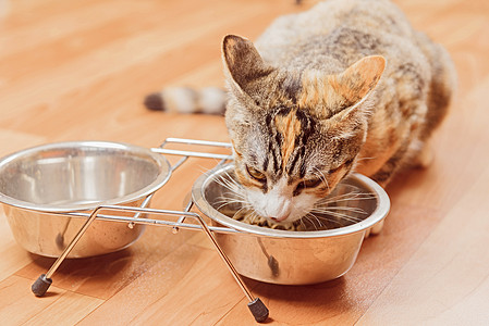 猫从碗里吃小猫图片