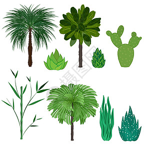 一组孤立的热带和沙漠植物 棕榈树竹子仙人掌龙舌兰肉质植物图片