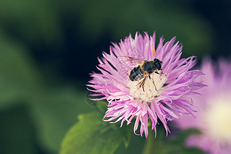 从花园花朵中采集蜜蜂花蜜蜂蜜园艺工作季节昆虫野生动物植物动物群农业植物群图片