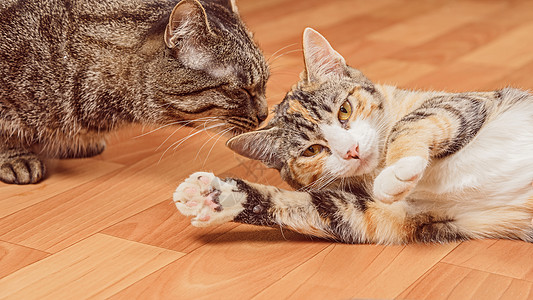 两只猫毛皮猫科动物灰色夫妻虎斑小猫友谊工作室哺乳动物宠物图片