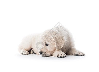 金色寻金小狗 孤立地躺着血统宠物猎犬白色朋友金毛金发女郎犬类毛皮动物图片