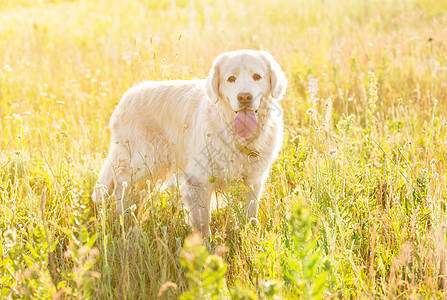 黄金采金草地场地小狗树叶动物朋友太阳活力家庭行动宠物图片