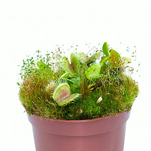 Dionaea 肌肉粘膜叶子白色野花绿色植物热带食肉蝇类植物学捕蝇草图片