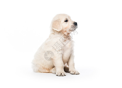 独坐的金色寻金小狗金毛金发女郎食肉犬类猎犬朋友伴侣哺乳动物血统白色图片