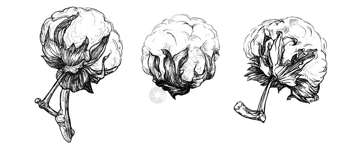 手绘棉花树枝 高度详细的图像图片