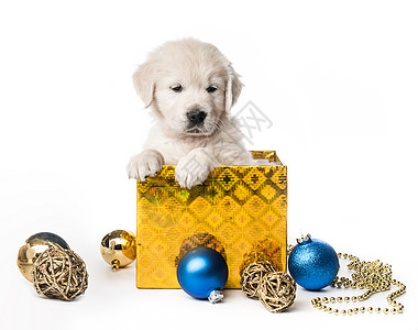 孤立盒中金色寻金小狗金发犬类白色幼兽宠物哺乳动物动物金毛伴侣礼物图片
