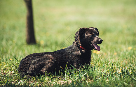 黑狗坐在球场上衣领小狗花园谎言森林头发公园警卫哺乳动物宠物图片