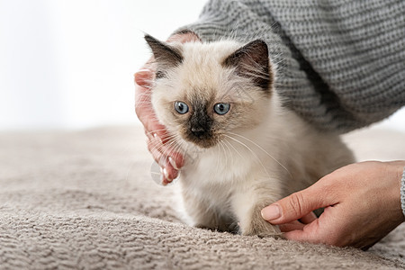 拉格多尔小猫在主人的手中眼睛女士哺乳动物饲养员布娃娃动物孩子蓝色过敏爪子图片