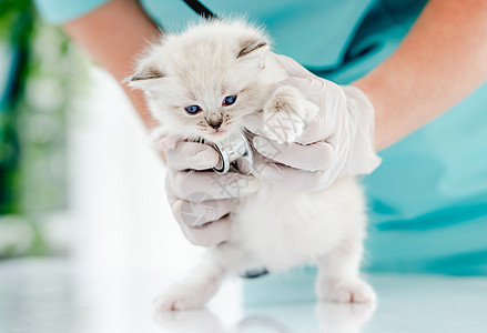 兽医诊所的Ragdol小猫猫咪布娃娃检查蓝色爪子医疗动物哺乳动物宠物工作室图片