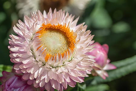 种植花草花黄色白色花朵花园宏观粉色绿色植物群植物花瓣图片