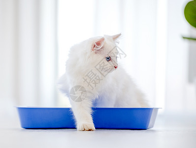 灯光室的拉格多猫哺乳动物白色蓝色眼睛动物宠物毛皮托盘猫咪工作室图片