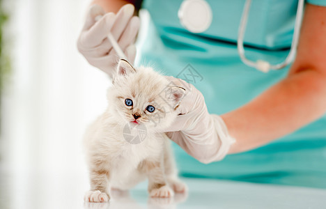 兽医诊所的Ragdol小猫爪子宠物工作室动物医院蓝色猫咪医疗女士毛皮图片