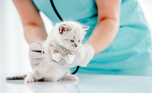 兽医诊所的Ragdol小猫白色医院检查动物专家宠物哺乳动物工作室蓝色医疗图片