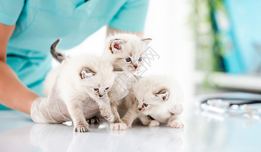 兽医诊所的拉格多尔小猫工作室哺乳动物毛皮眼睛医疗蓝色白色猫咪检查爪子图片