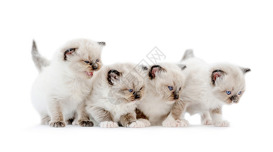 白背景的拉格多尔小猫蓝色工作室布娃娃婴儿猫咪孩子们宠物爪子白色眼睛图片